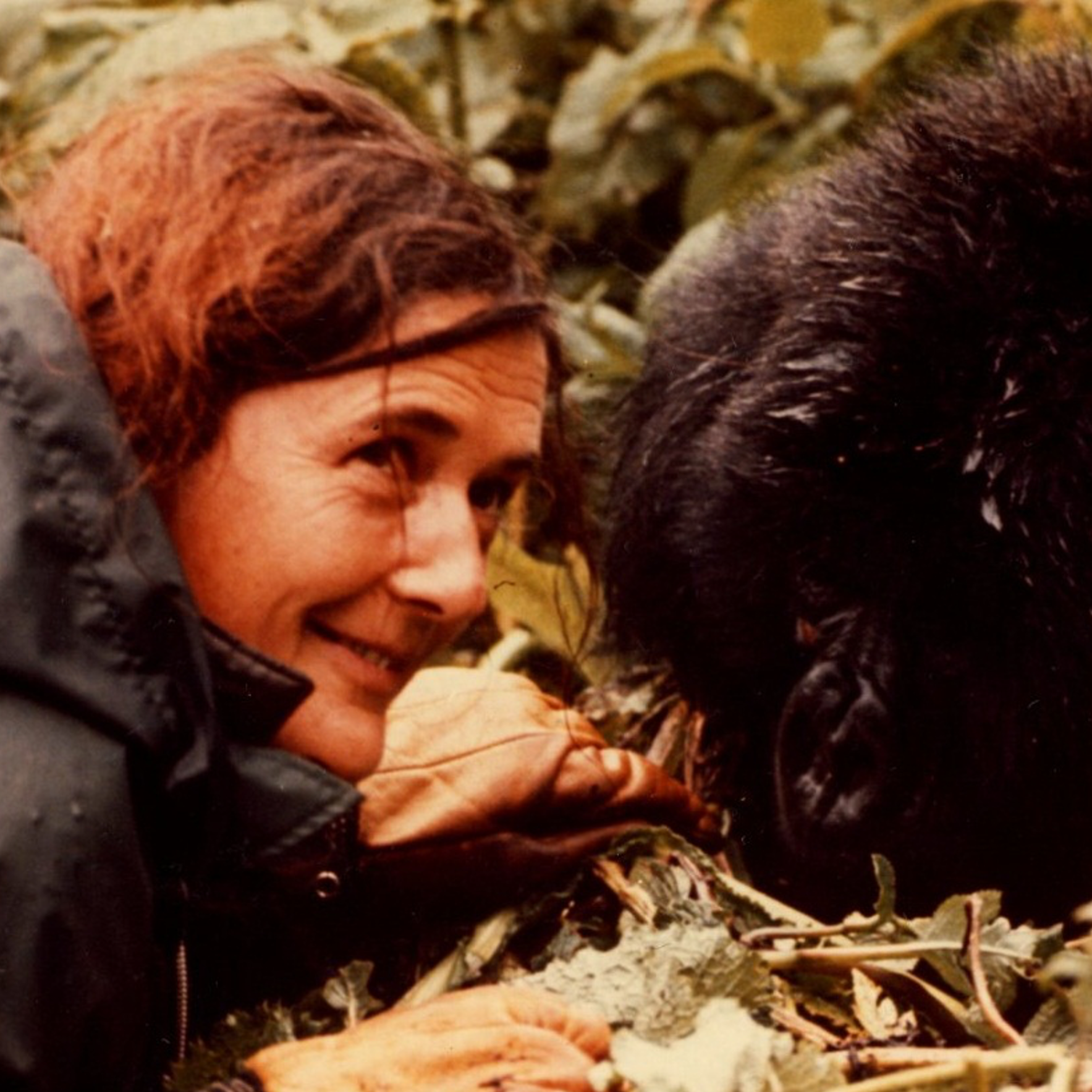 Dr Dian Fossey